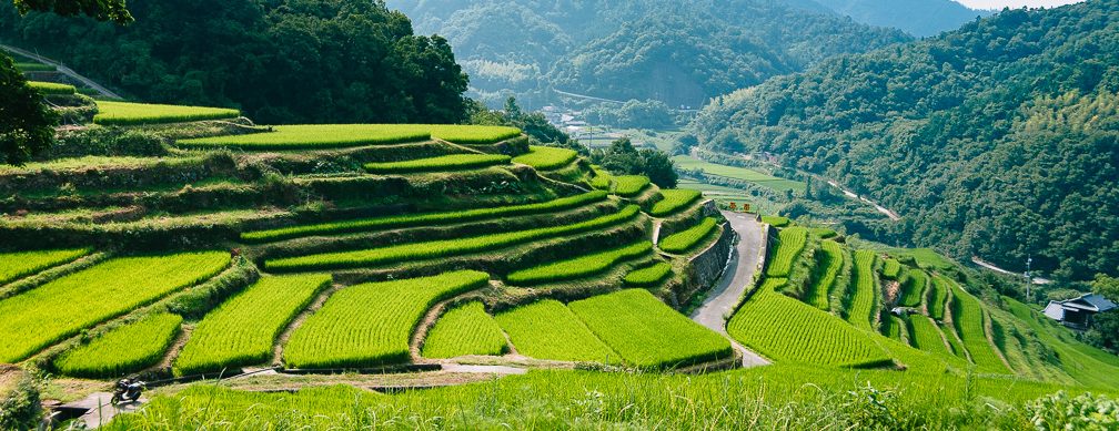 Melumat Pesona Shodoshima, Pulau Penghasil Kecap di Jepang