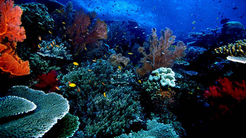 Panorama bawah laut bunaken