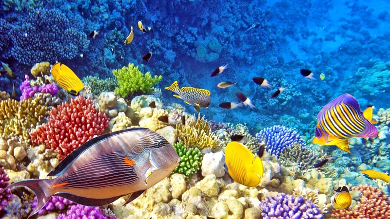 Terumbu karang bunaken