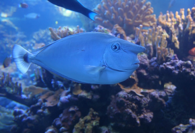 Unicorn Fish