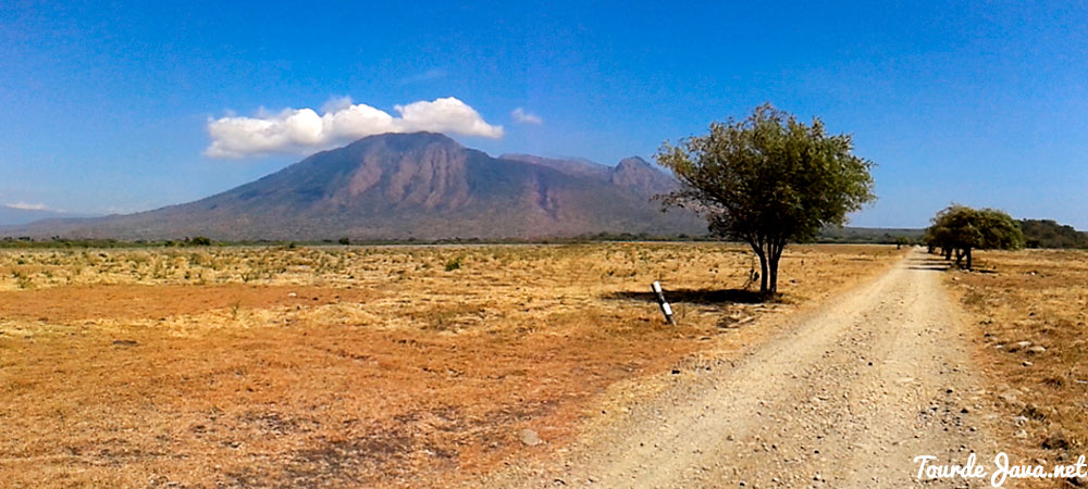 Savana Bekol, Situbondo