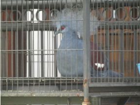 Ghitari Coffe Plantation