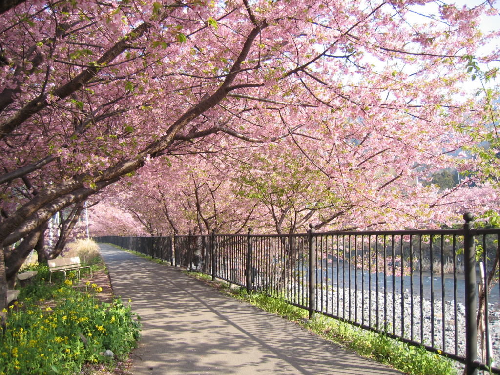 Tidak Perlu ke Jepang, 2 Tempat di Indonesia Ini Punya Bunga Sakura 