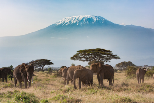 Taman Nasional Amboseli
