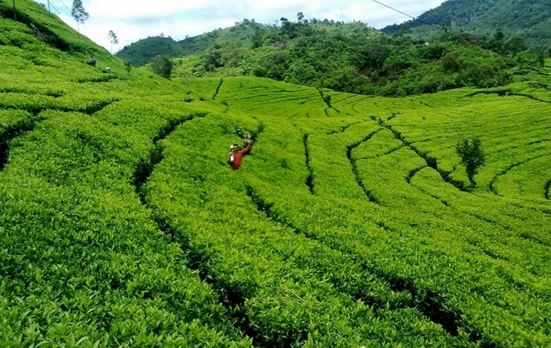Kebun Teh Jamus Ngawi