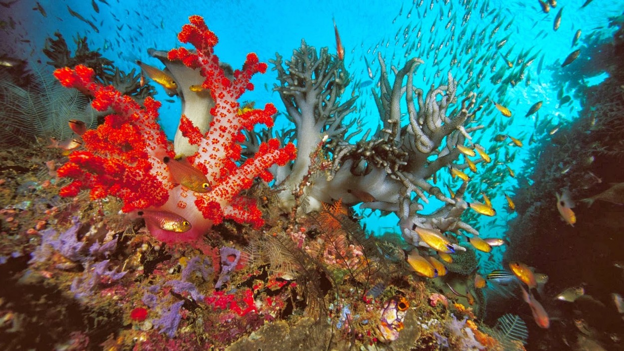 Kekayaan Laut Indonesia